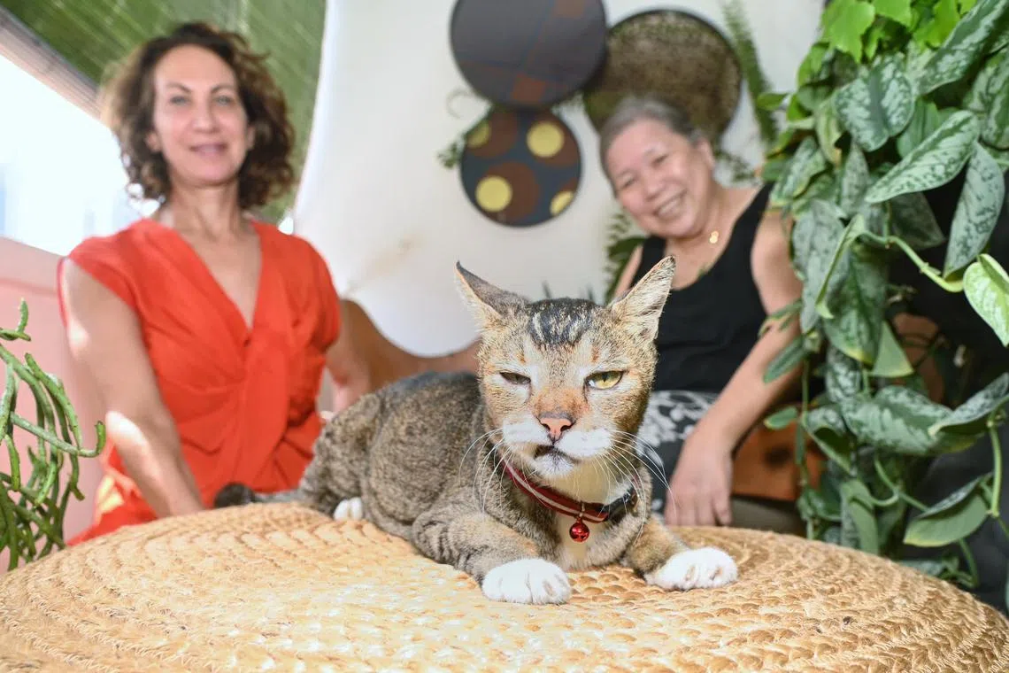 Eng Hoon Street residents Hilda Dimasi (left) and Chan Poh Lin (right) care for Bob, a 18-year-old cat.