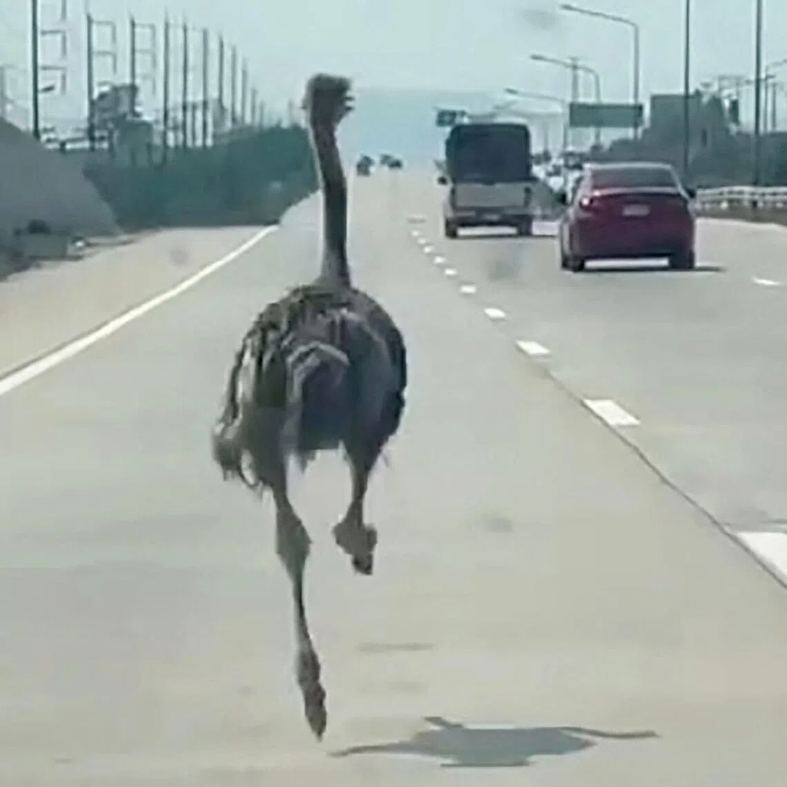 This frame grab from a handout video courtesy of Chairat Sompong taken and released on April 7, 2026 shows an ostrich running along a highway in Thailand's Chonburi province. 