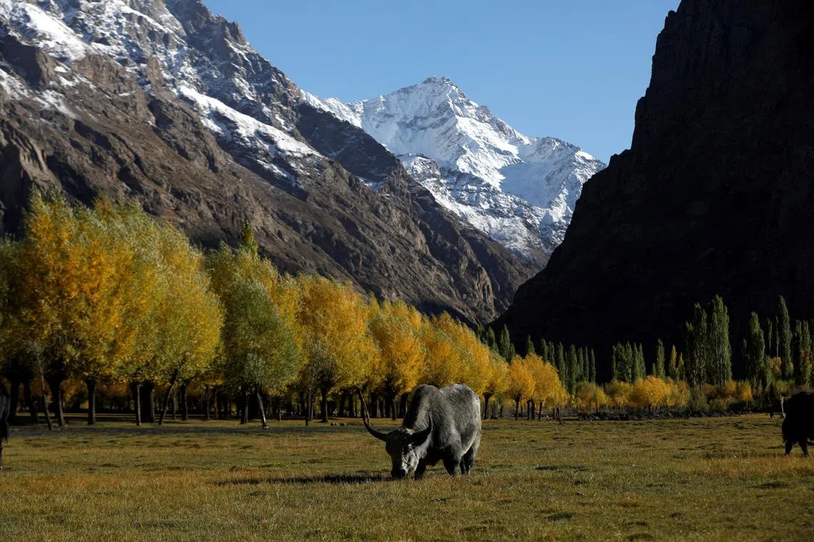 A yak grazing in front of snow-covered mountains, in an area that has been badly affected by flood-related incidents, near to the Gamoo Bhr glacial lake and Darkut glacier, Darkut village, Yasin valley in the Gilgit-Baltistan region of Pakistan, Oct 11, 2023. 
