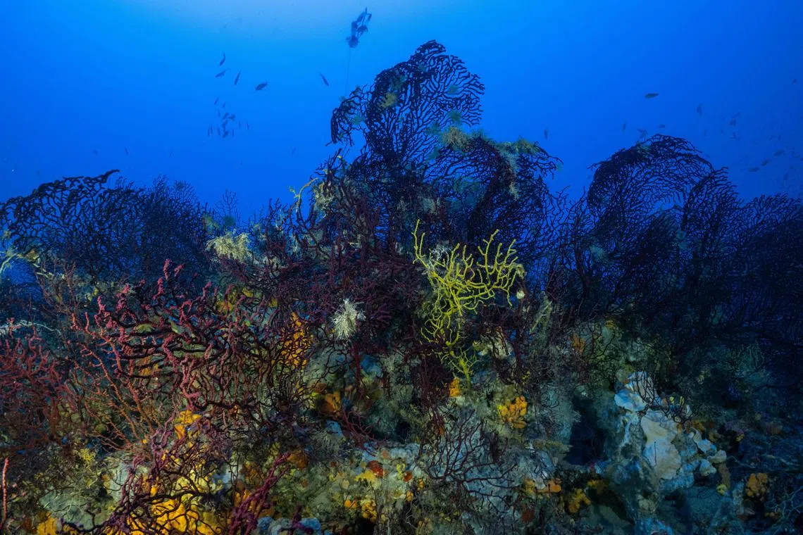 Less than three per cent of all marine conservation areas globally are considered truly protected.