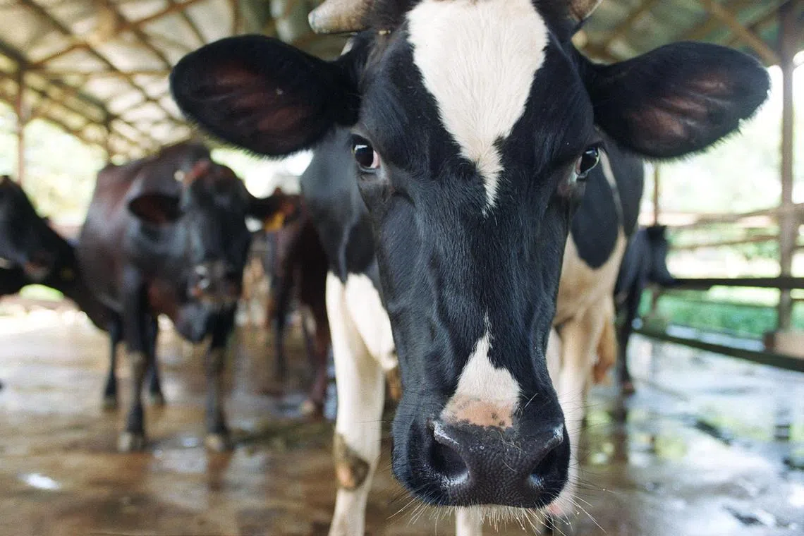 Unlike carbon dioxide, methane packs its biggest punch during the first two decades after it is released. 