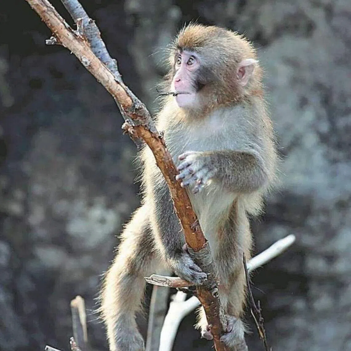 More than 2,500 birthday cards for him were sent to the zoo from home and abroad.