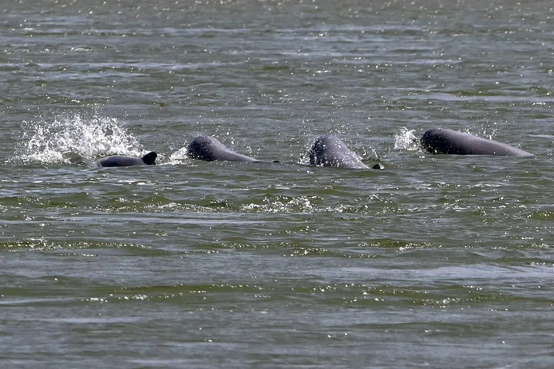 Freshwater dolphins swimming in the Mekong River in Cambodia's Kratie province. 