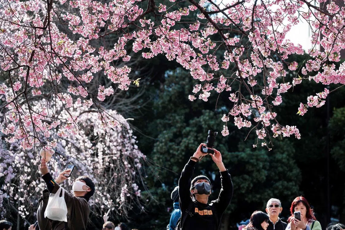 People in Tokyo are now allowed to gather under sakura trees for picnics and various events, though with minor restrictions still in play. 