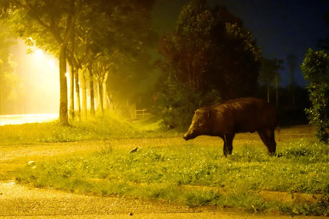 With low visibility, due to it being night-time, the officer mistook the victim, a taxi driver who had stopped to urinate, for a boar.