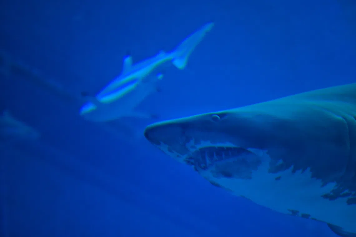 Shark kills swimmer off beach in Western Australia