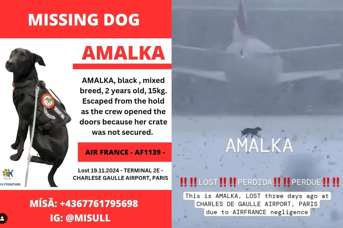 The owner of Amalka launched a search for her pet via Instagram, after the female dog  slipped out of a carrier cage at Paris' Charles-de-Gaulle airport, one of Europe's busiest.