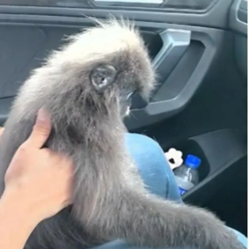The dusky leaf monkey was rescued by a Malaysian veterinarian after being stranded on a highway in Kulai.