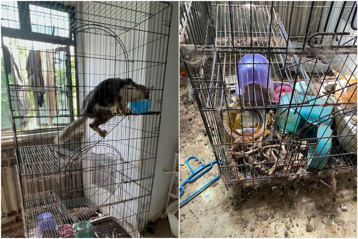 Rescuers were notified when a neighbour posted in a Facebook group on June 5 seeking help.