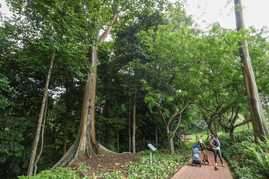 *EMBARGOED UNTIL 5:00PM ON JUNE 3*

ST20260603_202650800482/Jasel Poh/aqfob03

Parkgoers walking past the Terap Nasi Heritage tree (left), which is dedicated to Delta Electronics, on June 3, 2026. 