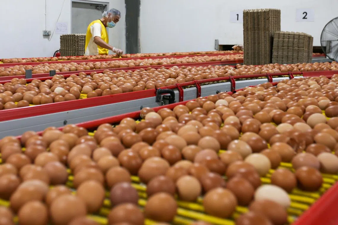 Local egg production fell to 28.9 per cent in 2022, from 30.5 per cent the year before.