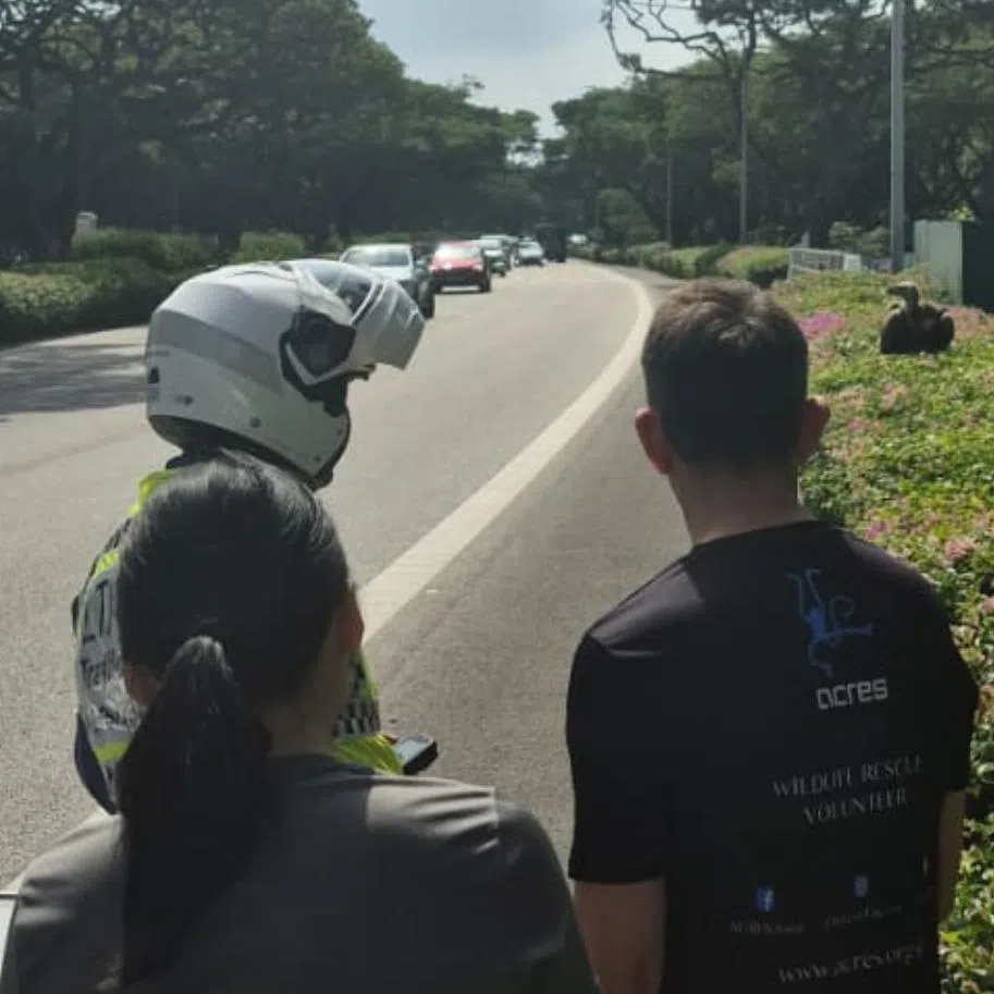 A three-member ACRES rescue team attended and safely rescued the vulture, which had wandered onto the ECP and also earlier found itself stranded in a canal