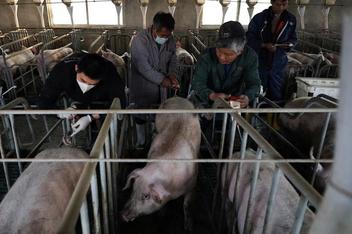 Chinese pigs fed new menu as Beijing weans farmers off US soya beans