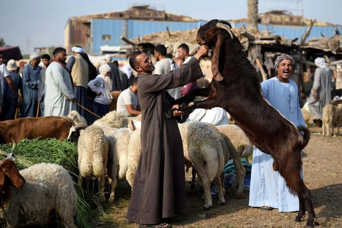 An Egyptian vendor showing his livestock to customers at a livestock market, ahead of the Muslim Festival of Sacrifice Eid al-Adha, in Al Qalyubia Governorate, Egypt, June 2, 2024. 