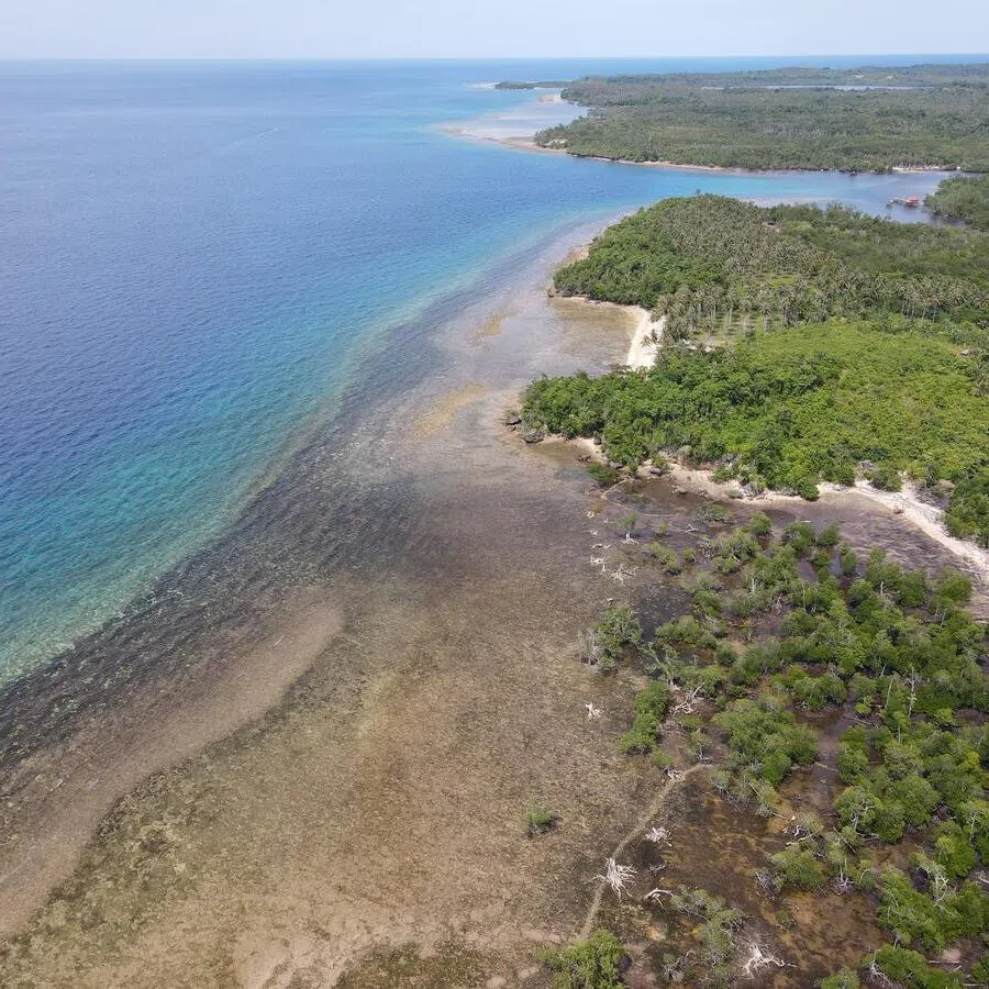 Drone shot of a mangrove forest in southern Palawan. 