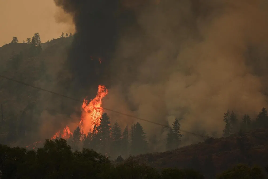Trees catch fire during the Eagle Bluff wildfire after it crossed the Canada-U.S. border from the state of Washington and prompted evacuation orders, in Osoyoos, British Columbia, Canada July 30, 2023. REUTERS/Jesse Winter