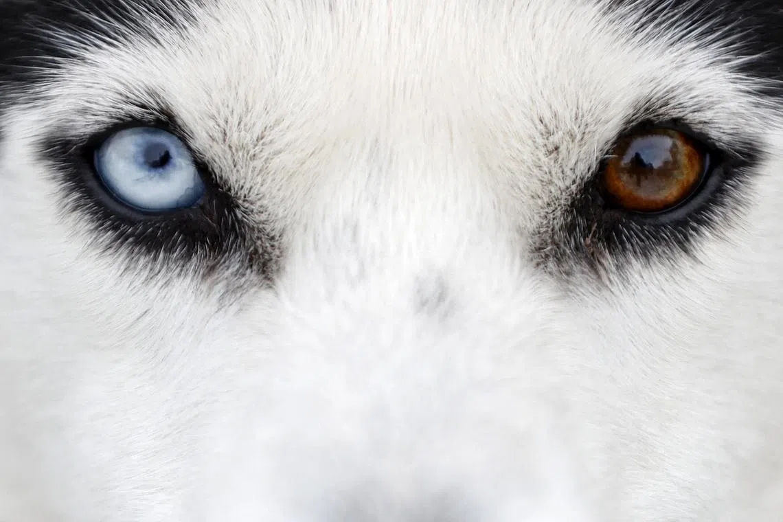 A sled dog looks on during the second day of the 106th American Dog Derby on Feb 18, 2023 in Ashton, Idaho. The derby was founded in 1917, and according to its website, it’s the oldest dog derby in North America.   