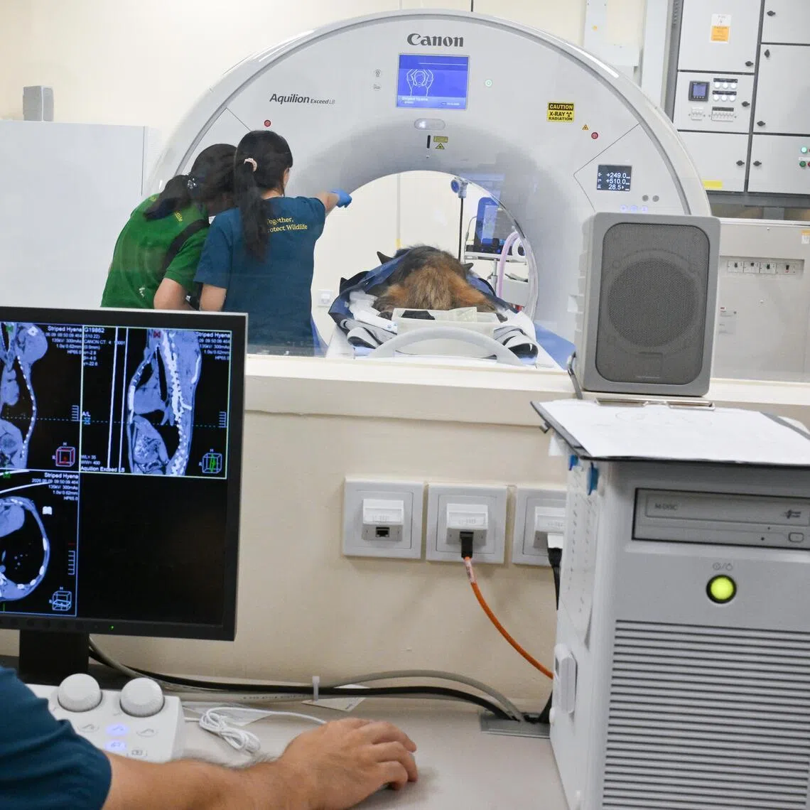 A CT scan of a striped hyena at Mandai Wildlife Group's new Wildlife Healthcare and Research Centre.