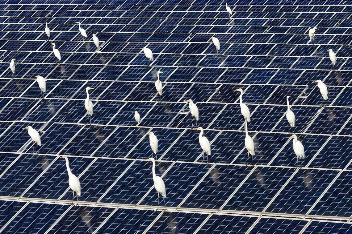 Egrets rest amongst solar panels at a "fishing and light complementary solar photovoltaic base" in Jinhu County, Huaian municipality, east China's Jiangsu province on December 16, 2024. Beijing said on December 17 that plans by the United States to hike tariffs on more Chinese imports "pile errors onto errors", after Washington homed in on products including crucial solar panel components. (Photo by AFP) / China OUT