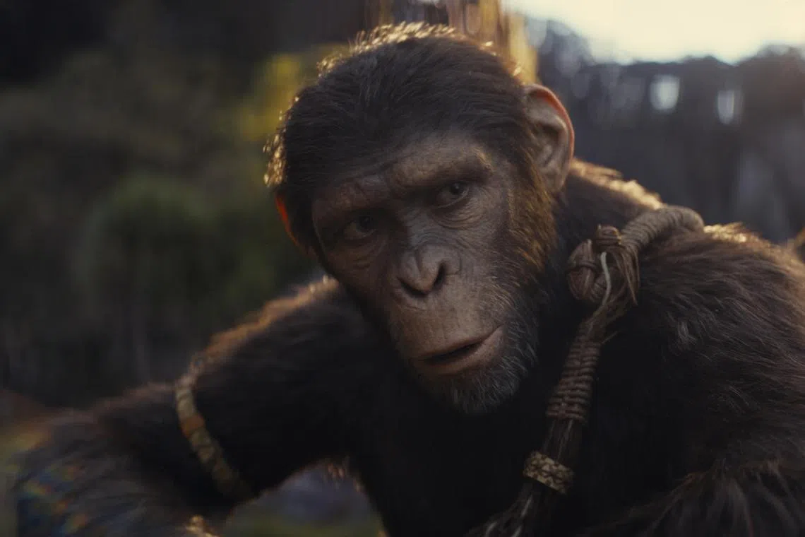 adapes - Owen Teague in Kingdom of the Planet of the Apes

source/copyright: The Walt Disney Co
free for publicity use
upload into Life folder