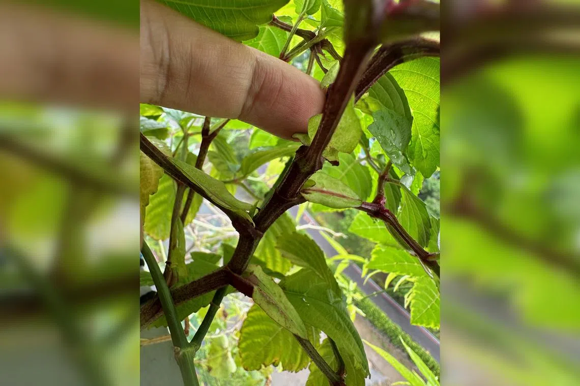 The Red Tree Shrub produces flowers that attract pollinators and its fruit is eaten by birds. 