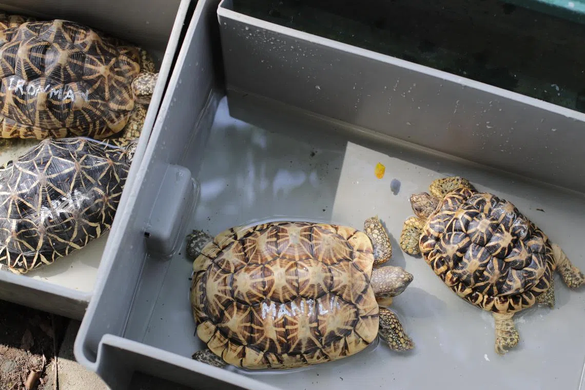 ST20230531_202328362997 : Gin Tay / aqanimal/ Ang Qing/
Indian star tortoises from Africa
Rescued animals photographed at ACRES on May 31, 2023.

