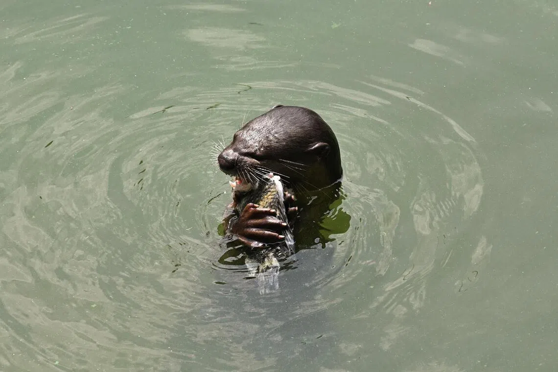 Experts say it is possible that otters have begun to see the appeal of surfing.