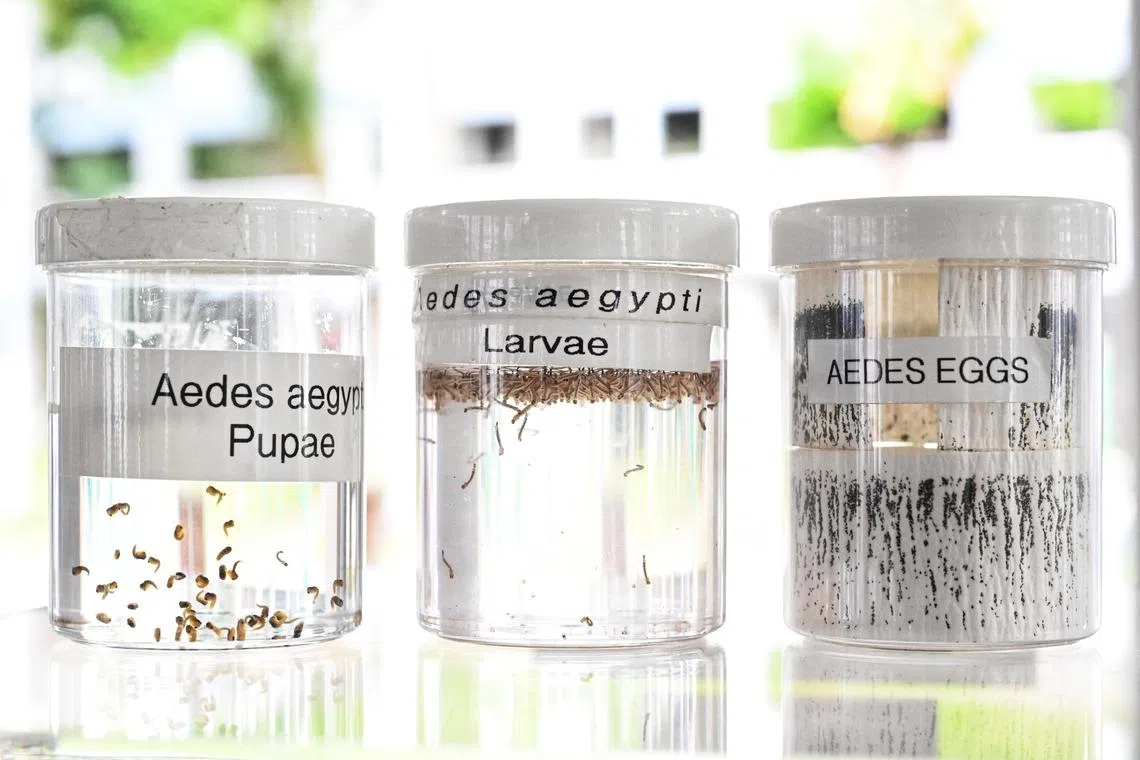 (From left) An exhibition booth showing Aedes aegypti in the pupae, larvae and eggs form on Oct 3.