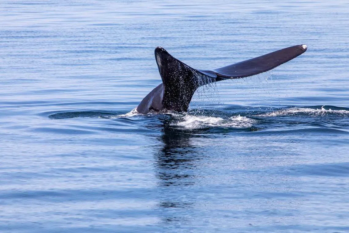 FILE PHOTO: Endangered North Atlantic Right Whales skim feed and sub-surface feed in the waters off of Cape Cod, Massachusetts, U.S., March 27, 2023. REUTERS/Lauren Owens Lambert/File Photo