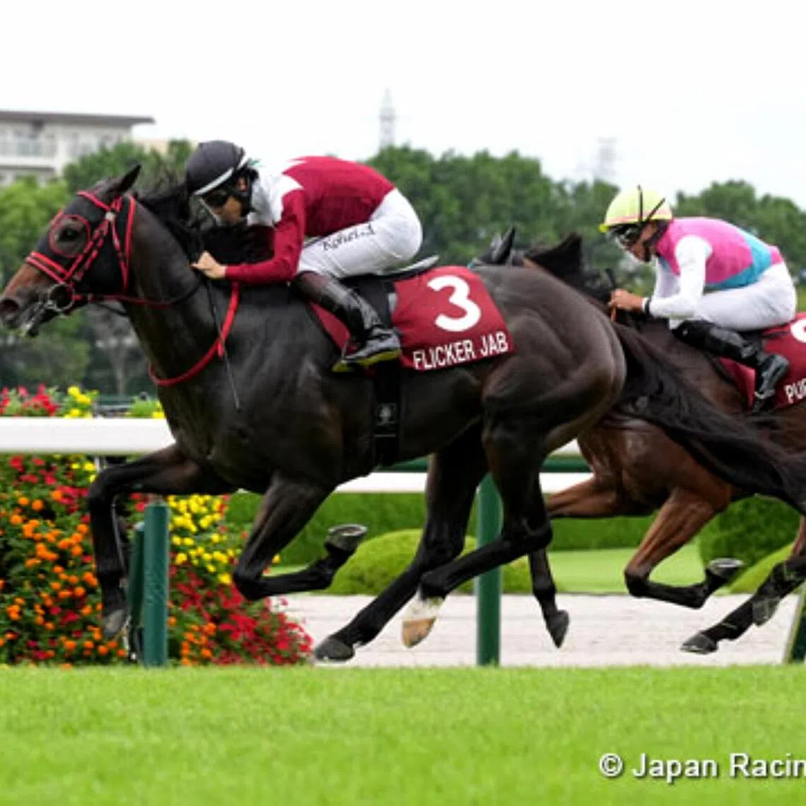 Flicker Jab (Kohei Matsuyama) unleashing a powerful turn of foot to collect the first prize in the Grade 2 Centaur Stakes (1,200m) in Hanshin on Sept 6.

PHOTO:  JRA