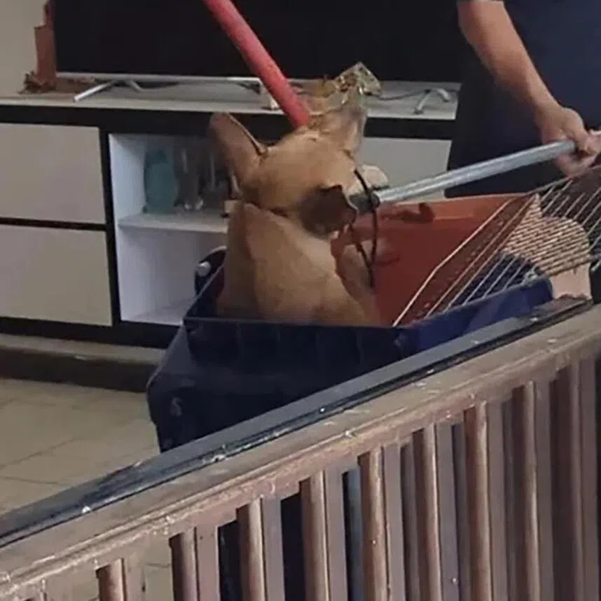 A video was posted on Instagram in November 2025 showing a dog being pushed into a crate with two poles while it bites one of the poles.