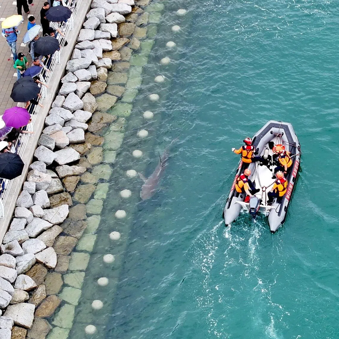 The authorities plan to monitor the shark from Oct 3 through Oct 5 to see whether it leaves the waterway on its own.