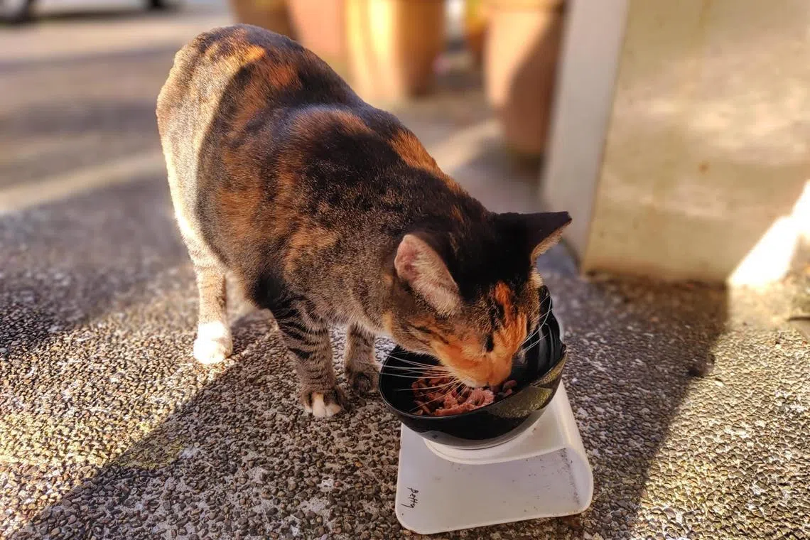 jubetty20 - Betty, a community cat that has made the old Dover Park Hospice her home for the last four years, was left behind when the hospice moved to its new premises, but the staff has a roster to ensure someone goes back to the old place to feed and pet Betty while she still lives there.

Copyright: Dover Park Hospice