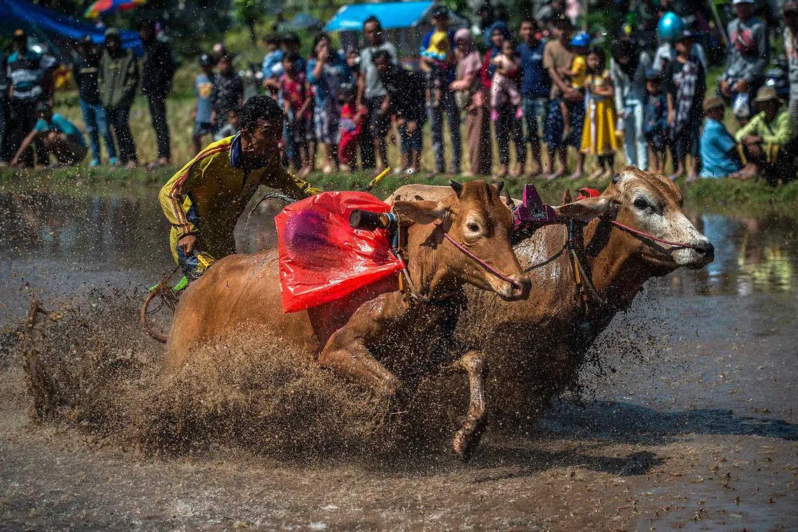 TOPSHOT - An Indonesian man rides two bulls at a traditional bull racing event, locally called "Karapan Sapi Brujul" in Probolinggo on May 21, 2023. (Photo by Juni Kriswanto / AFP)