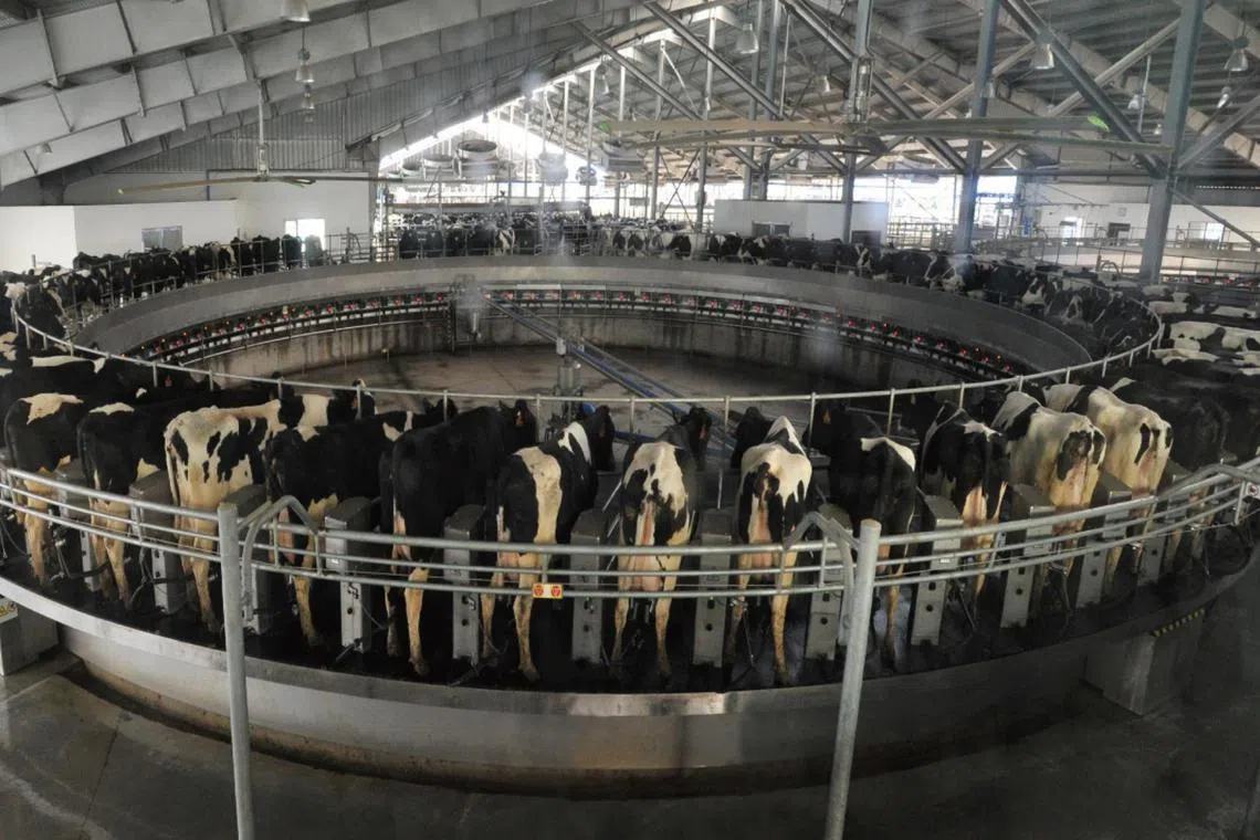 Shares in Japfa tumbled 32.7 per cent to 36 cents as at 10.45am. 