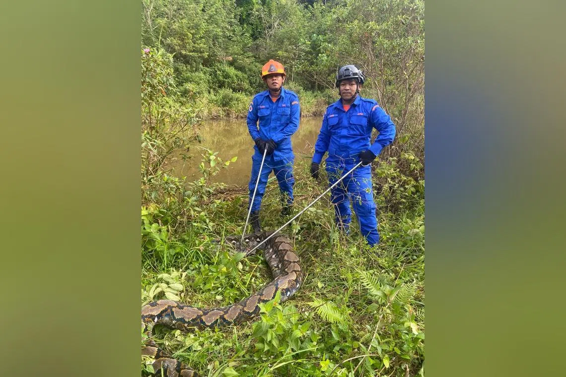 The authorities managed to capture the 35kg python within 20 minutes.