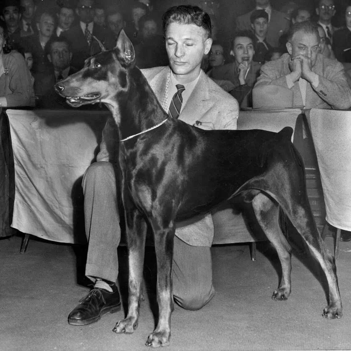 FILE Ñ Storm, a Doberman, with his handler, Peter Knoop, after his second consecutive best in show victory at the Westminster Kennel Club Dog Show in New York on Feb. 10, 1953. This year is the 150th anniversary of the Westminster dog show, one of the oldest and most prestigious dog shows in the world. (Neal Boenzi/The New York Times)