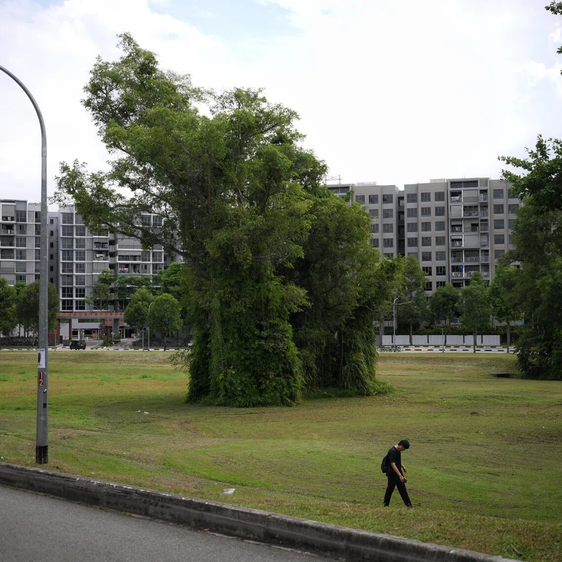 The plot of land along Canberra Drive where Executives Condominiums (EC) will be built on, which will be affected by new measures, pictured on May 8, 2026.