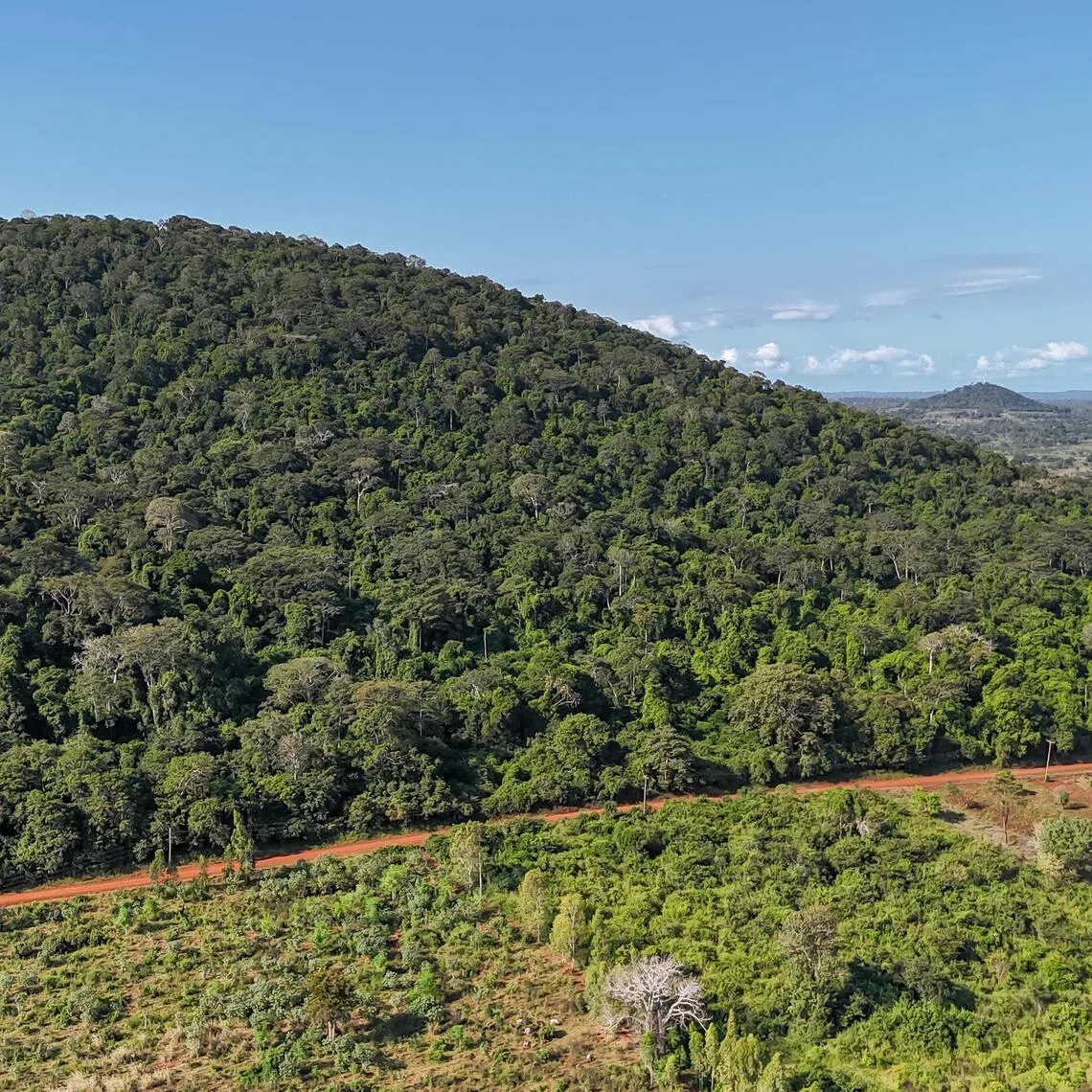 Forests in the Congo Basin currently absorb 600 million tons of planet-warming carbon dioxide a year, equivalent to Germany’s emissions. 