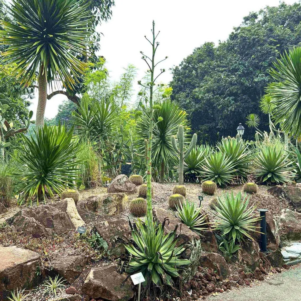 A specimen of Agave demeesteriana during flowering at the Singapore Botanic Gardens, as “a towering flower stalk emerges from the centre of the mother plant”.