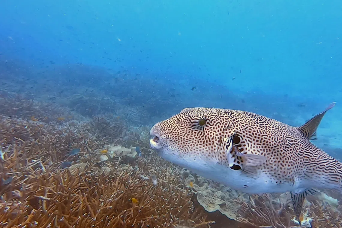 Monitoring by the Fisheries Department at 32 islands in Malaysia’s marine parks found serious environmental pressure and worsening reef health at six islands.