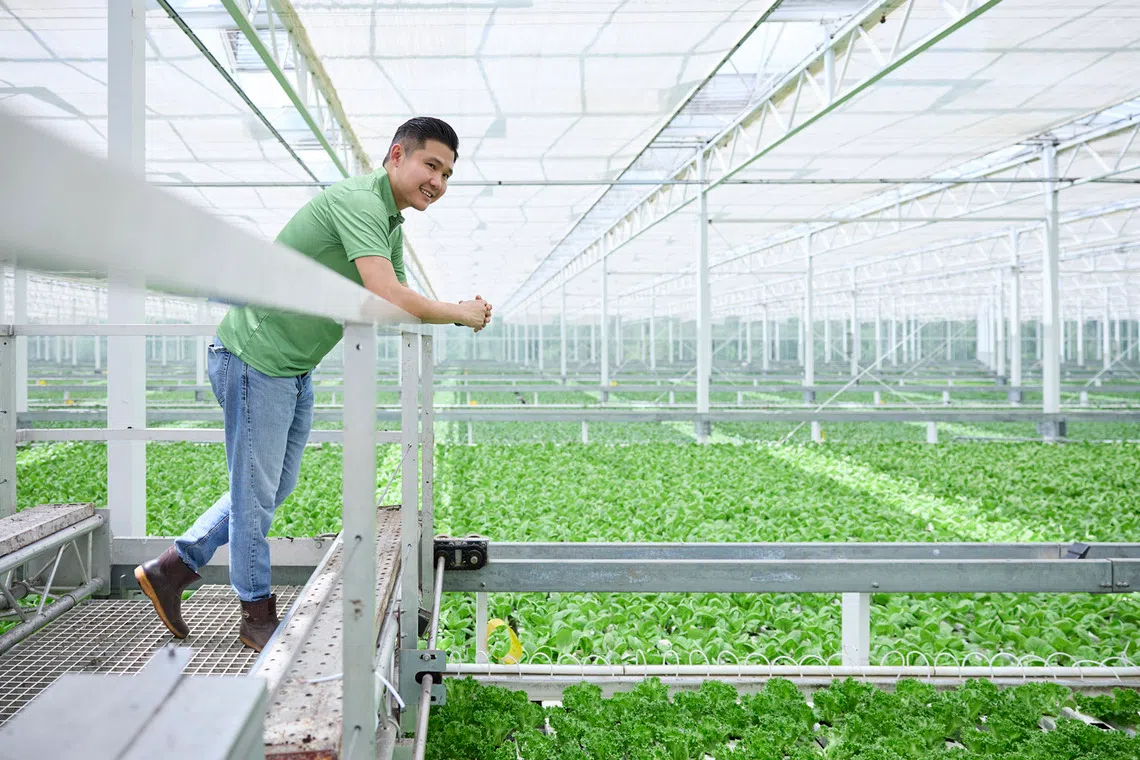 Green Harvest director Dave Huang looking out at his vegetable farm 
