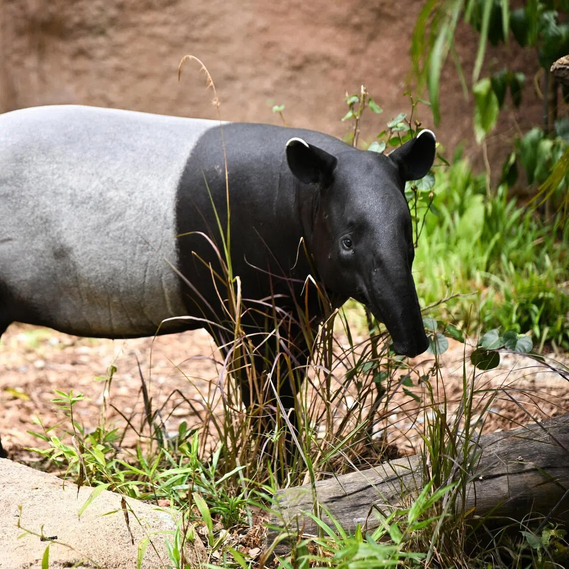 A Malayan tapir in Rainforest Wild Asia on March 12, 2025.
The Malayan tapir is classified as endangered by the International Union for Conservation of nature.