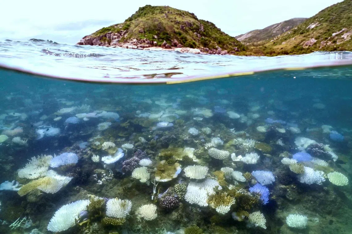 Surveys of 12 reefs found up to 72 per cent coral mortality, thanks to a summer of mass bleaching, two cyclones, and flooding.  