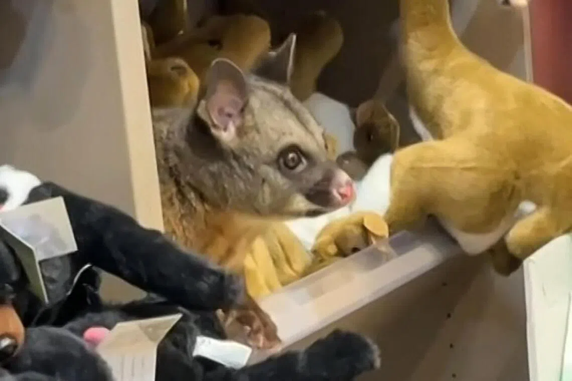 Staff at Hobart Airport in Australia’s Tasmania state said the disoriented marsupial was spotted among the stuffed toys on March 18.