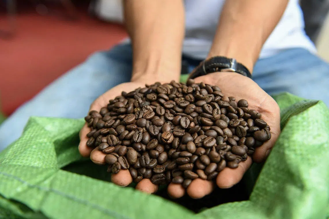 The harvest of Vietnam's robusta coffee fell more than 7 per cent from the previous year to 1.67 million tons.