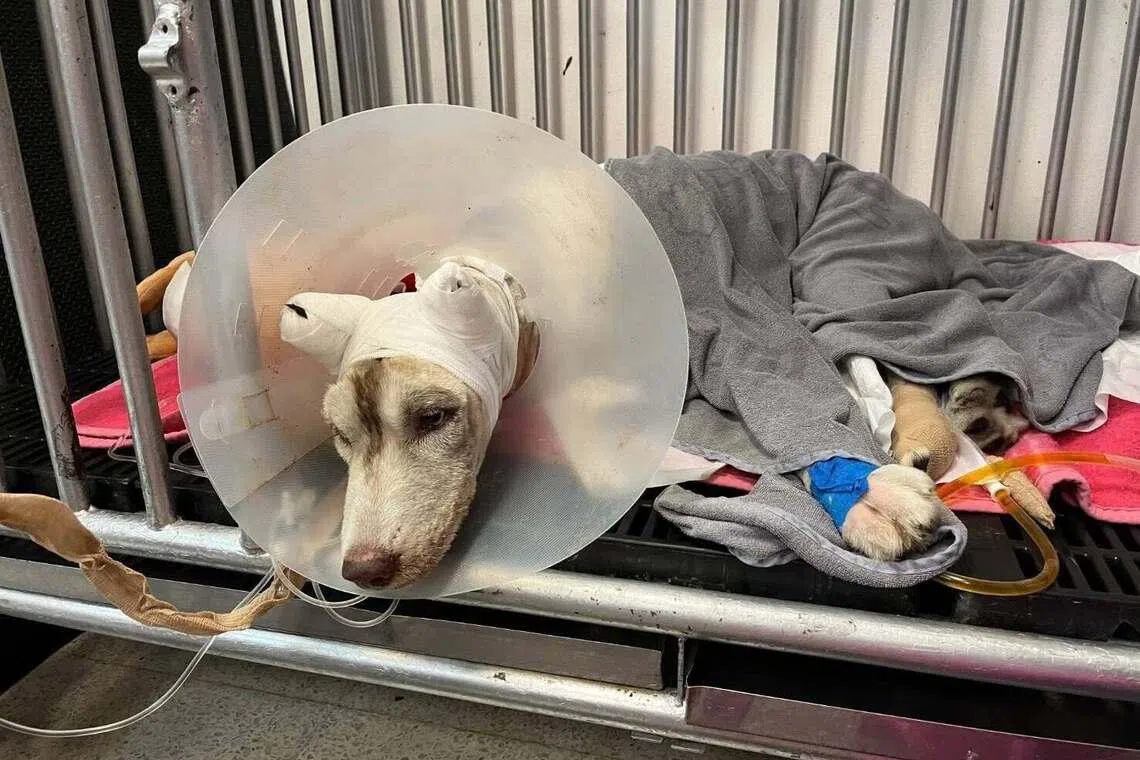 Thai court draws outcry after suspending jail sentence of man who set Siberian husky on fire