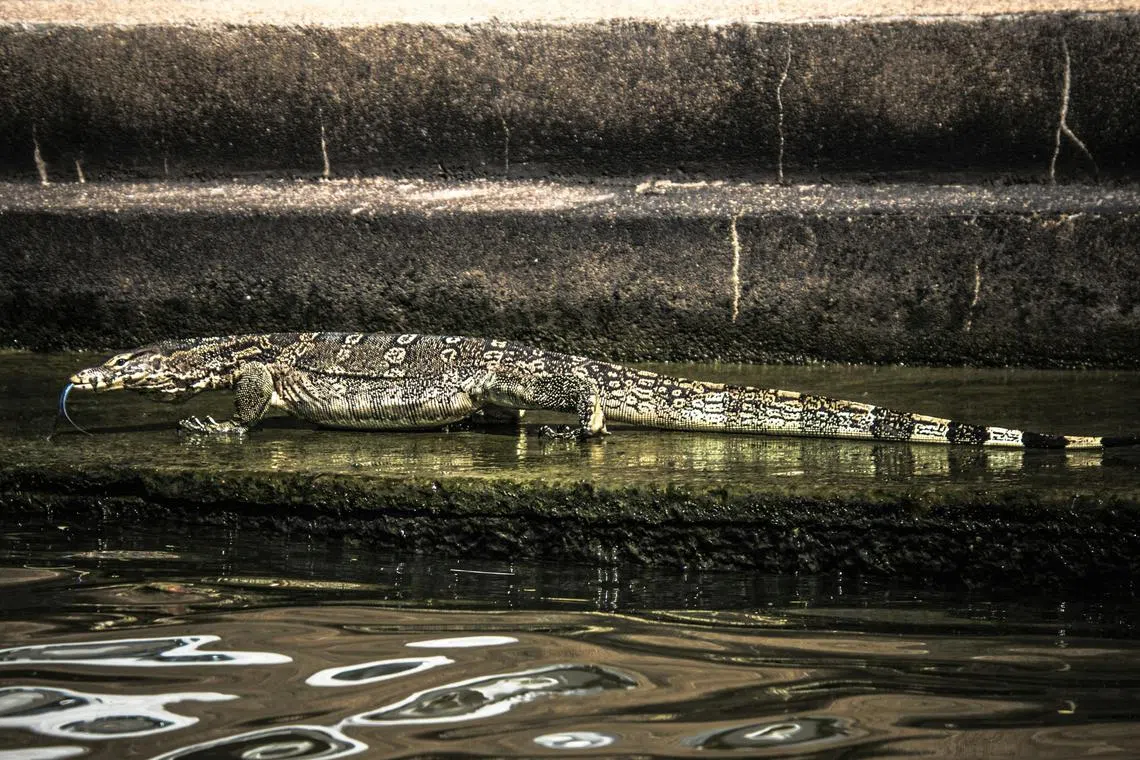 The Thai government has moved to allow the commercial breeding of the reptiles, which are native to the region.