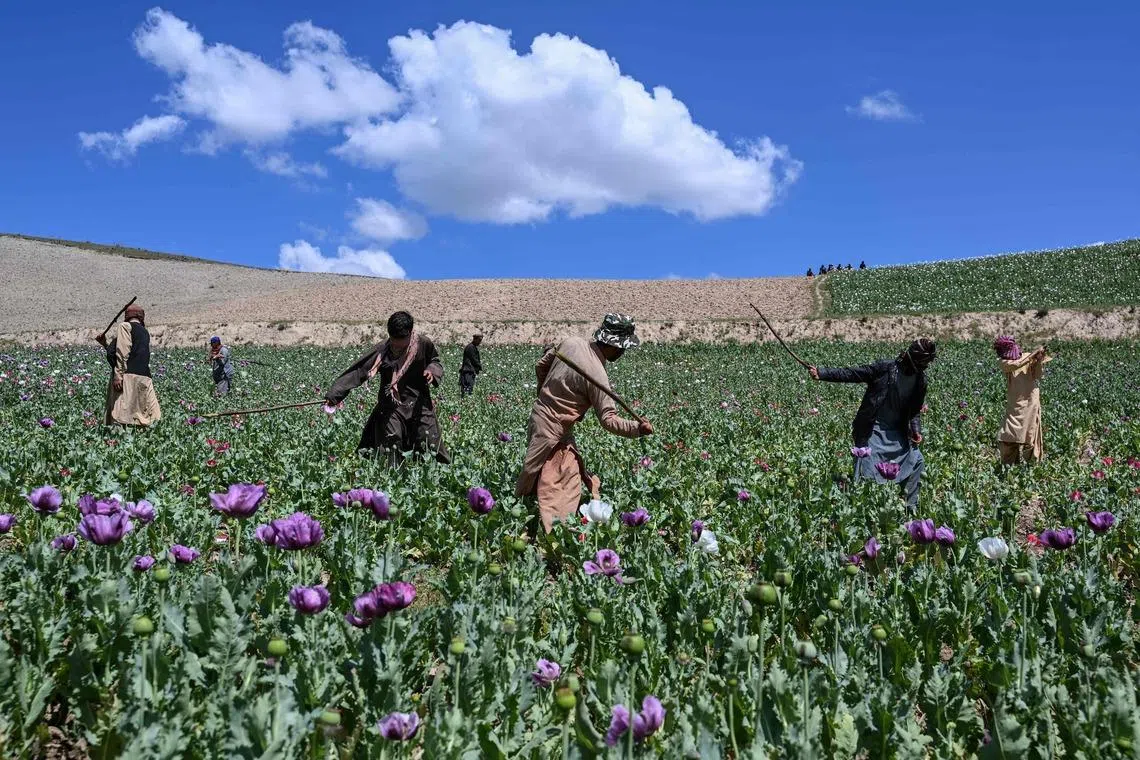 TOPSHOT - Taliban security personnel destroy a poppy plantation in the Yaftal Sufla district of Badakhshan province on May 4, 2026. (Photo by OMER ABRAR / AFP)