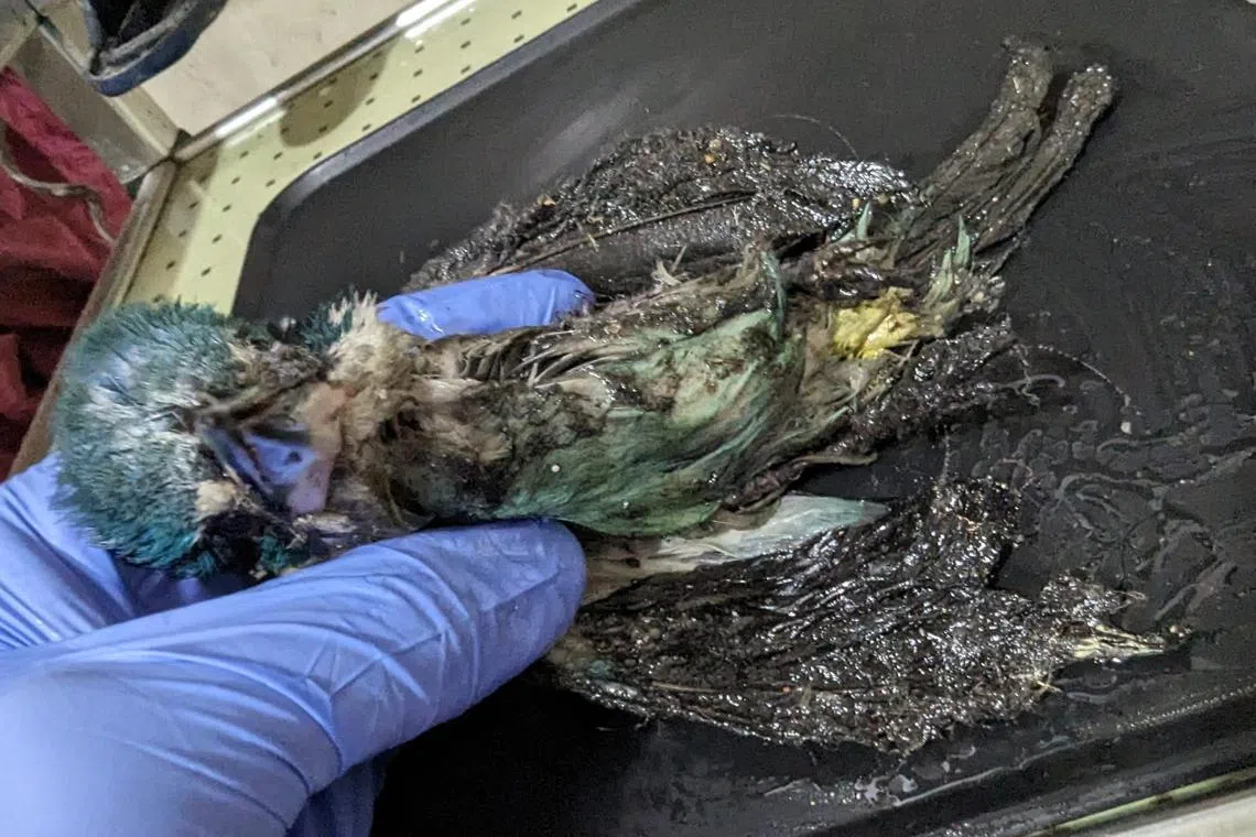 Collared Kingfisher on glue trap